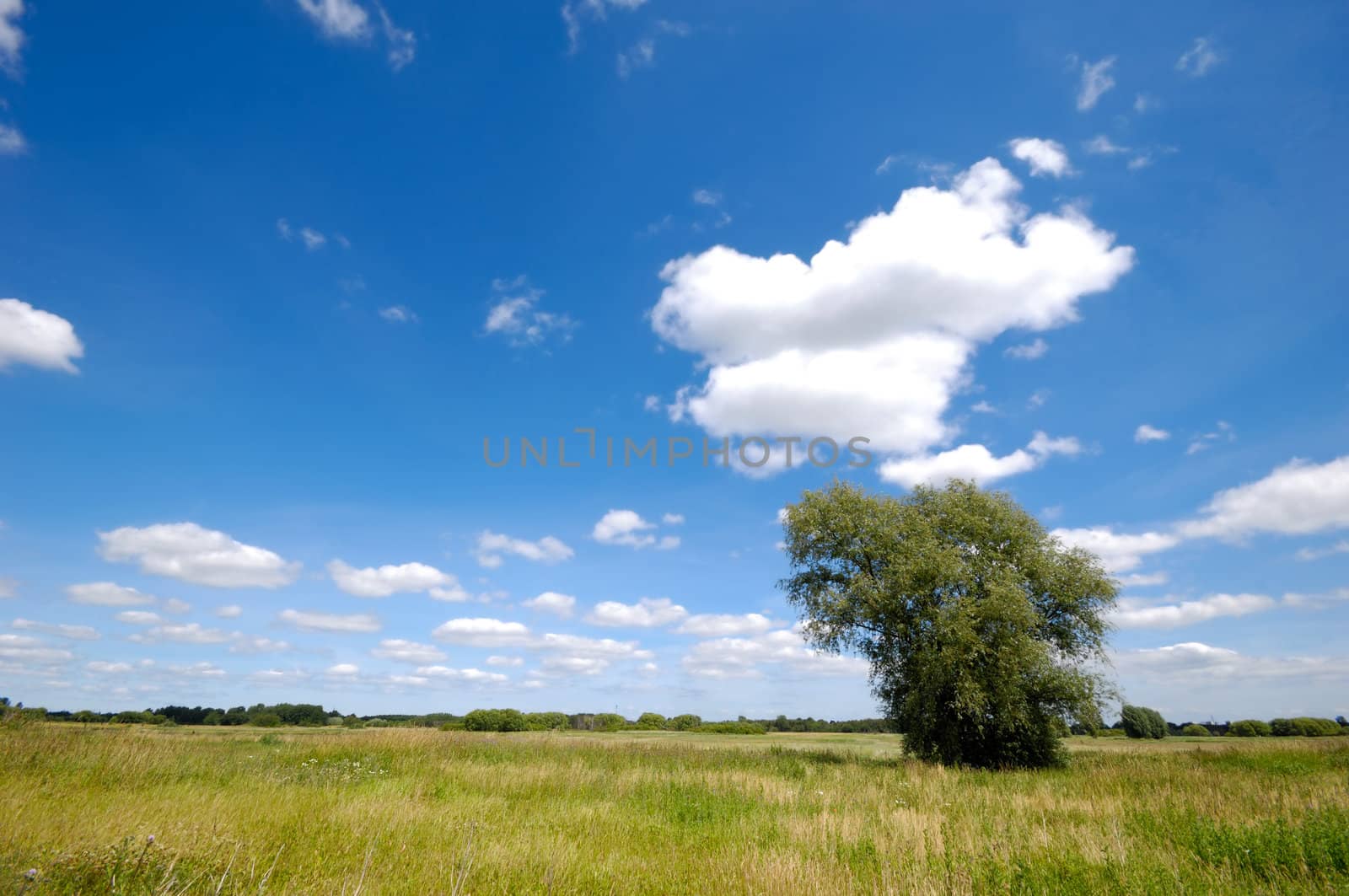 Landscape with a tree, with blue and cloudy sky.