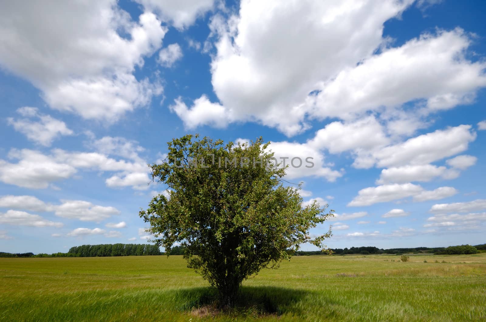 Tree on green field. The sky is blue with white clouds.