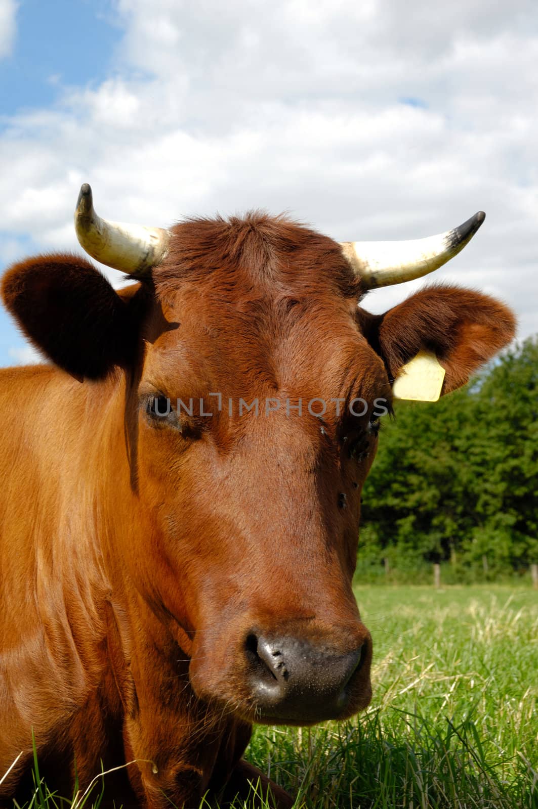 Sweet cow resting on a green field. Close-up.