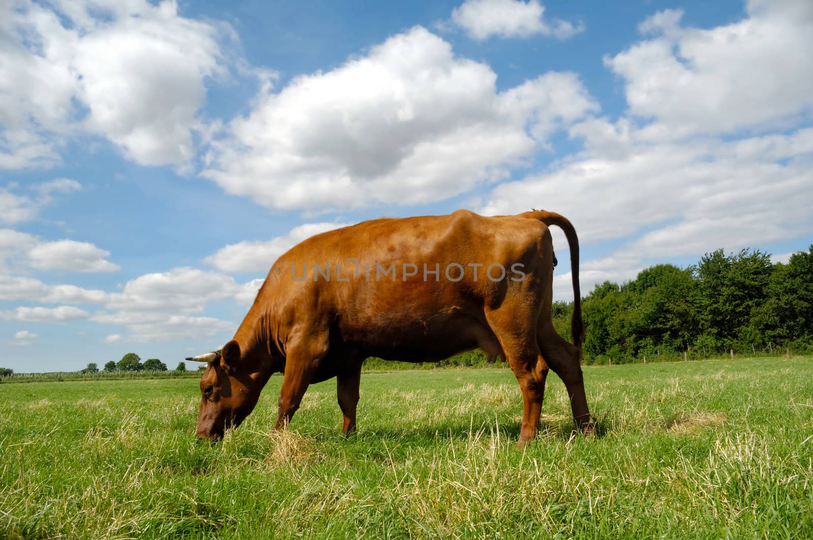 A cow is standing on a green field eating grass. Blue and cloudy sky in the background.