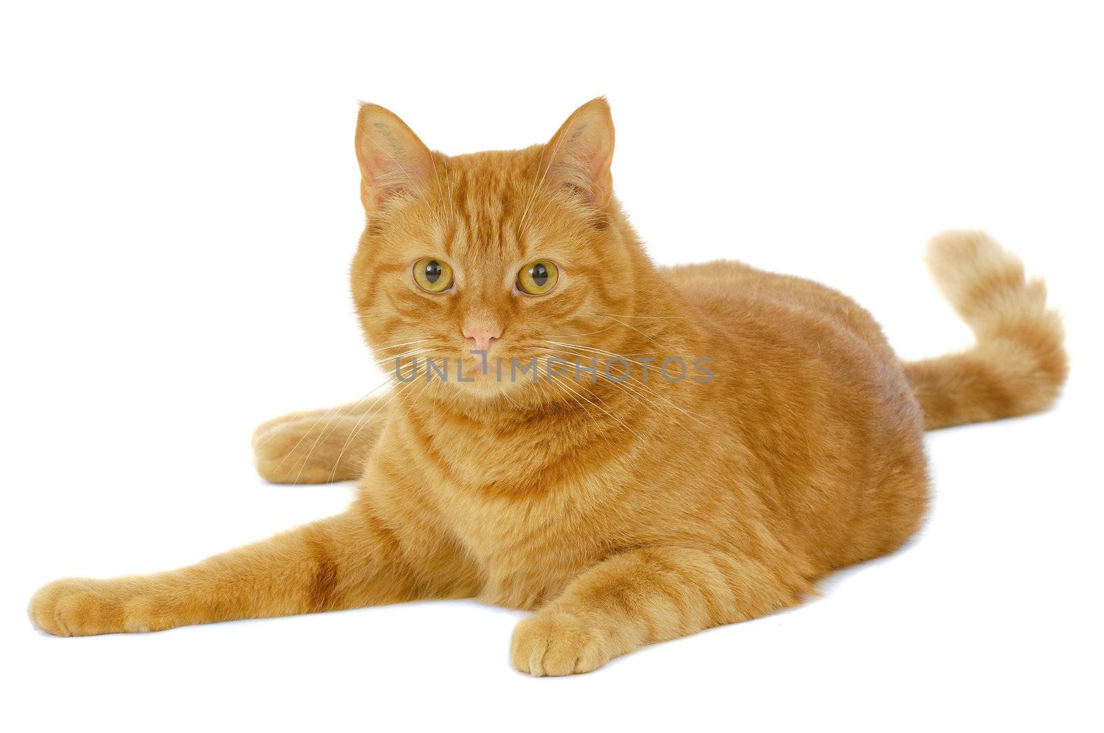 Red cat resting on a clean white background