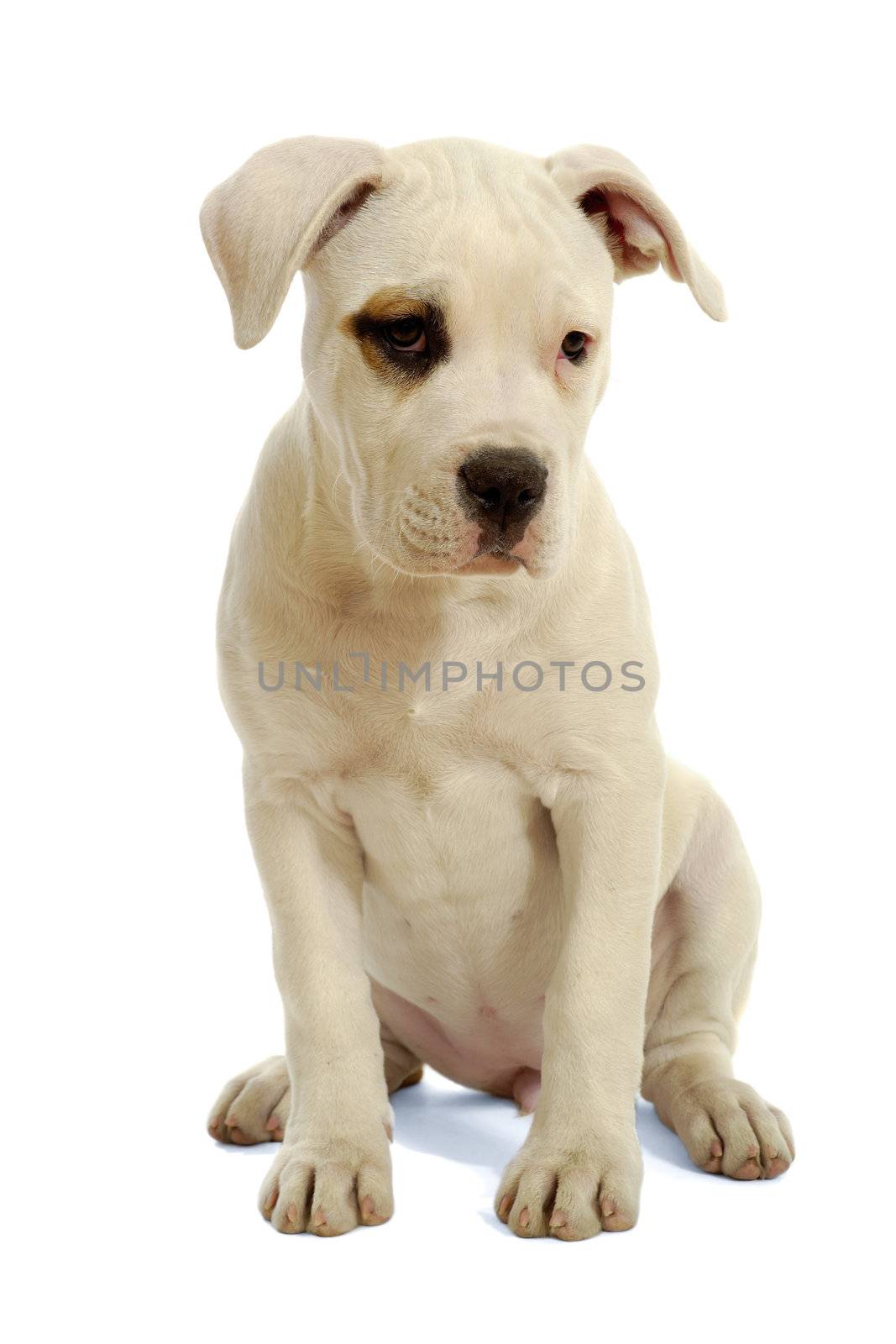 Puppy sitting on a white background