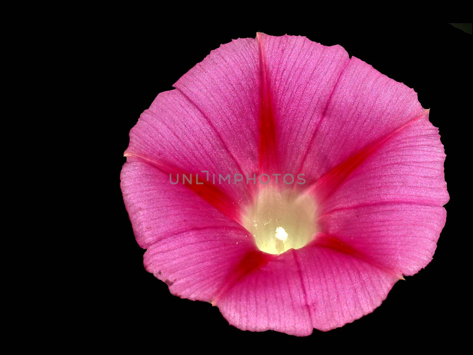 flower of morning glory by Jochen