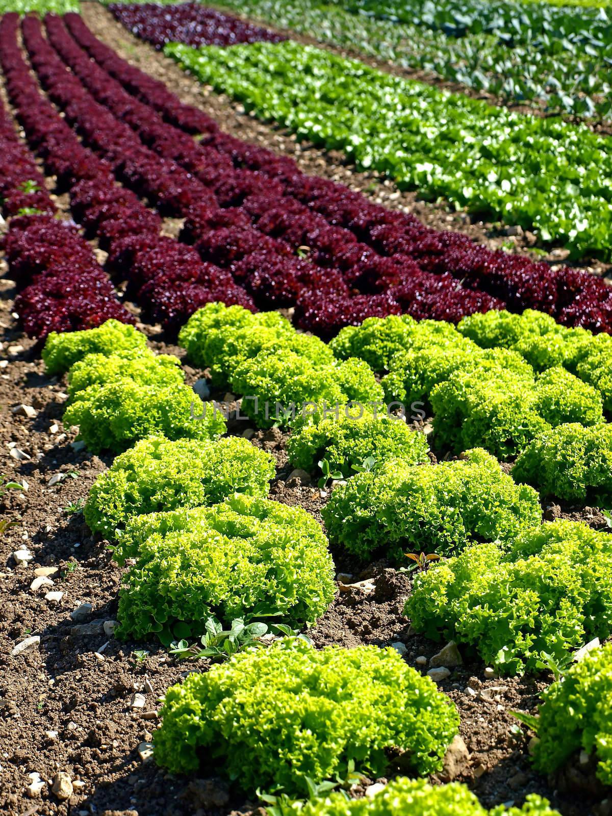 cultivation of salad and vegetables