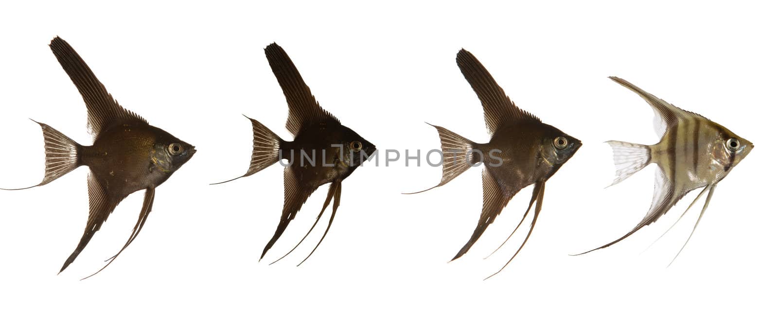 Black scalar fish are swimming after white scarlar fish. 2000 x 5000 pixls