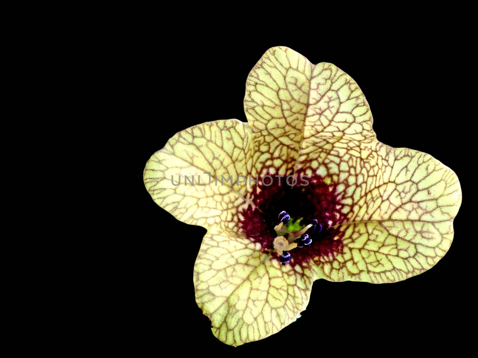 a blooming black henbane