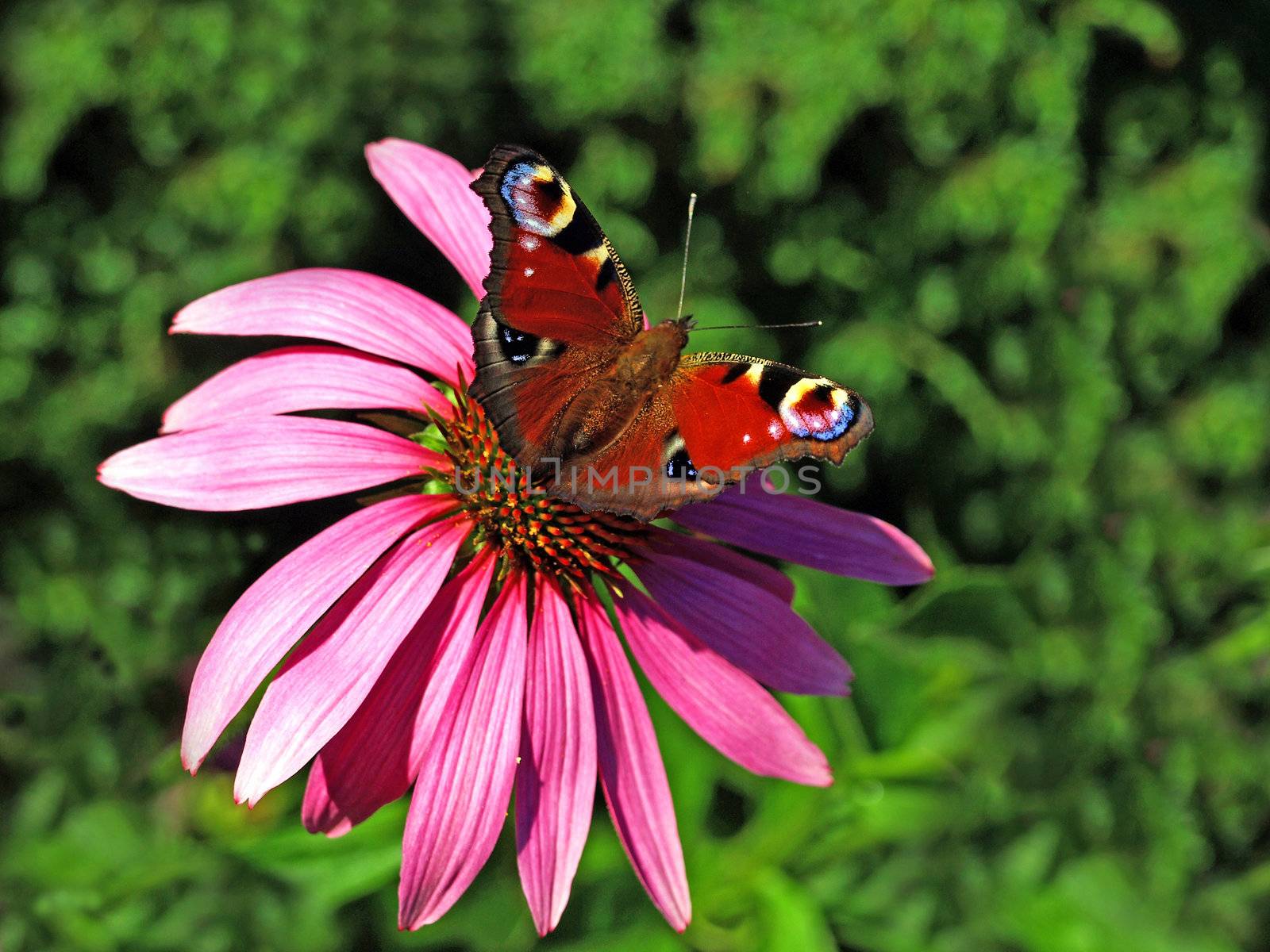 peacock butterfly by Jochen