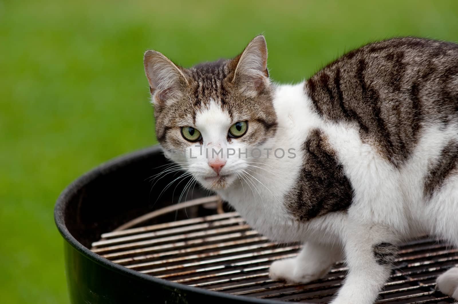 A hungry cat sitting on a barbecue grill