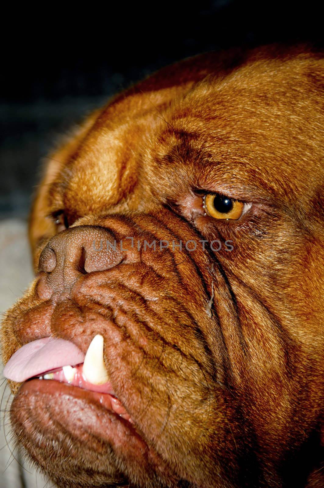 Ugly dog by cfoto