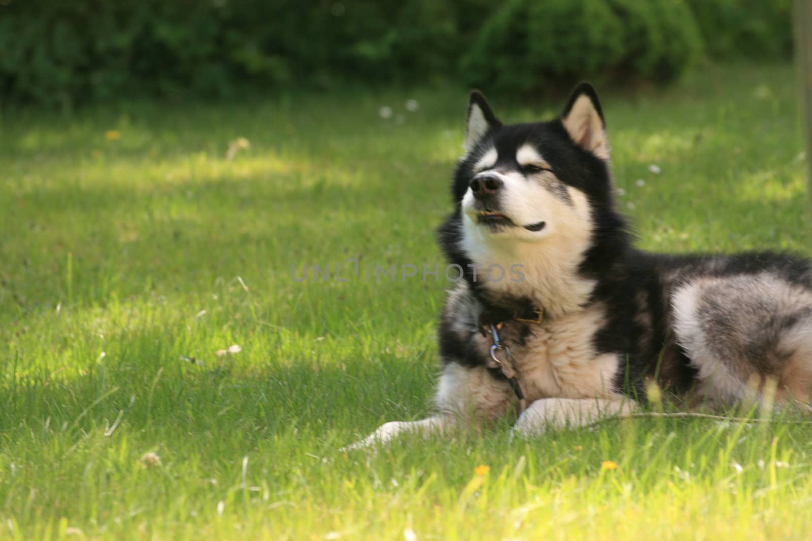 A nice alaskan malamute in the garden