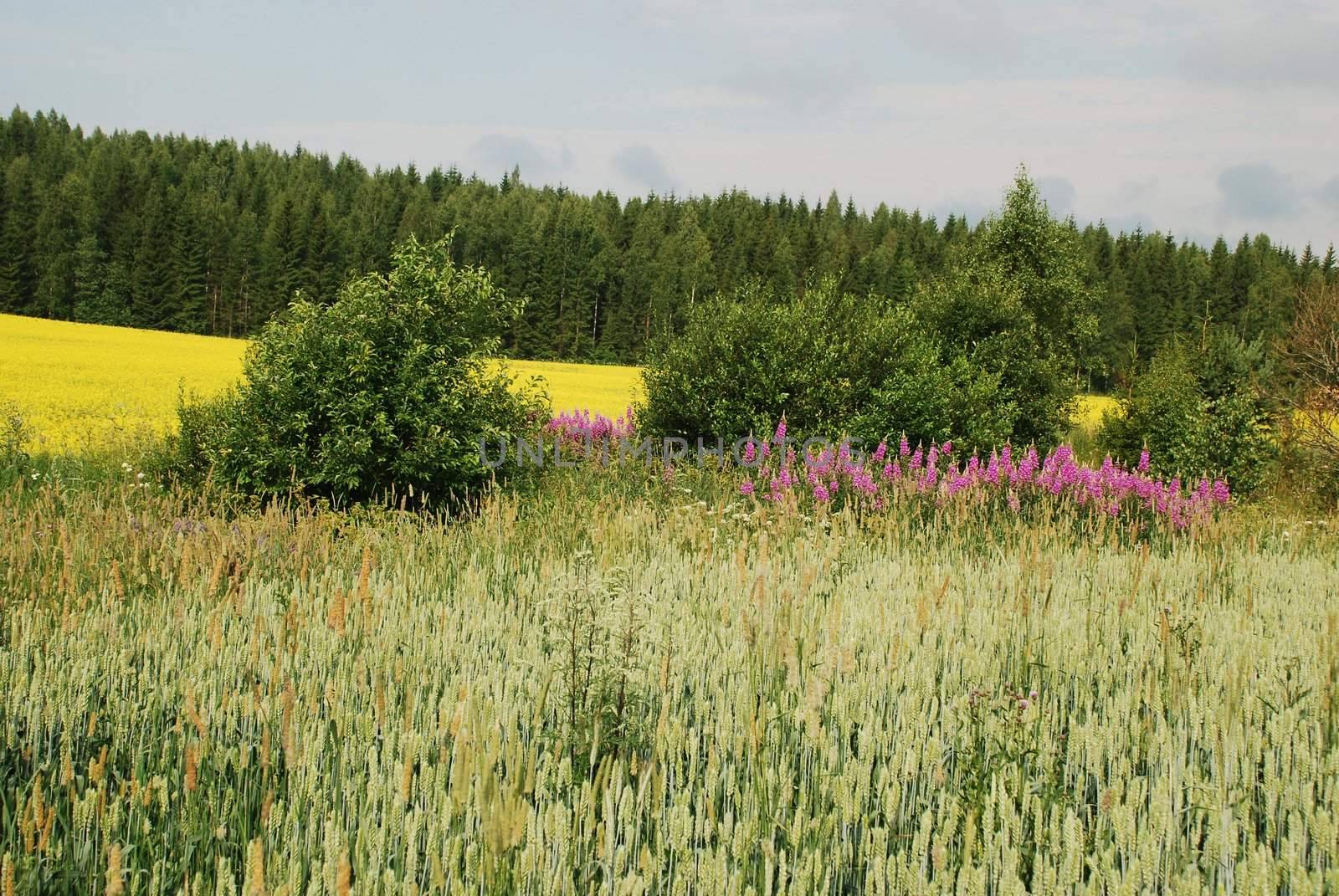 Fields and forests of Uusimaa region in Finland. Wheat is at foreground, rapeseed fiels behind is separaded by lupins and other plants