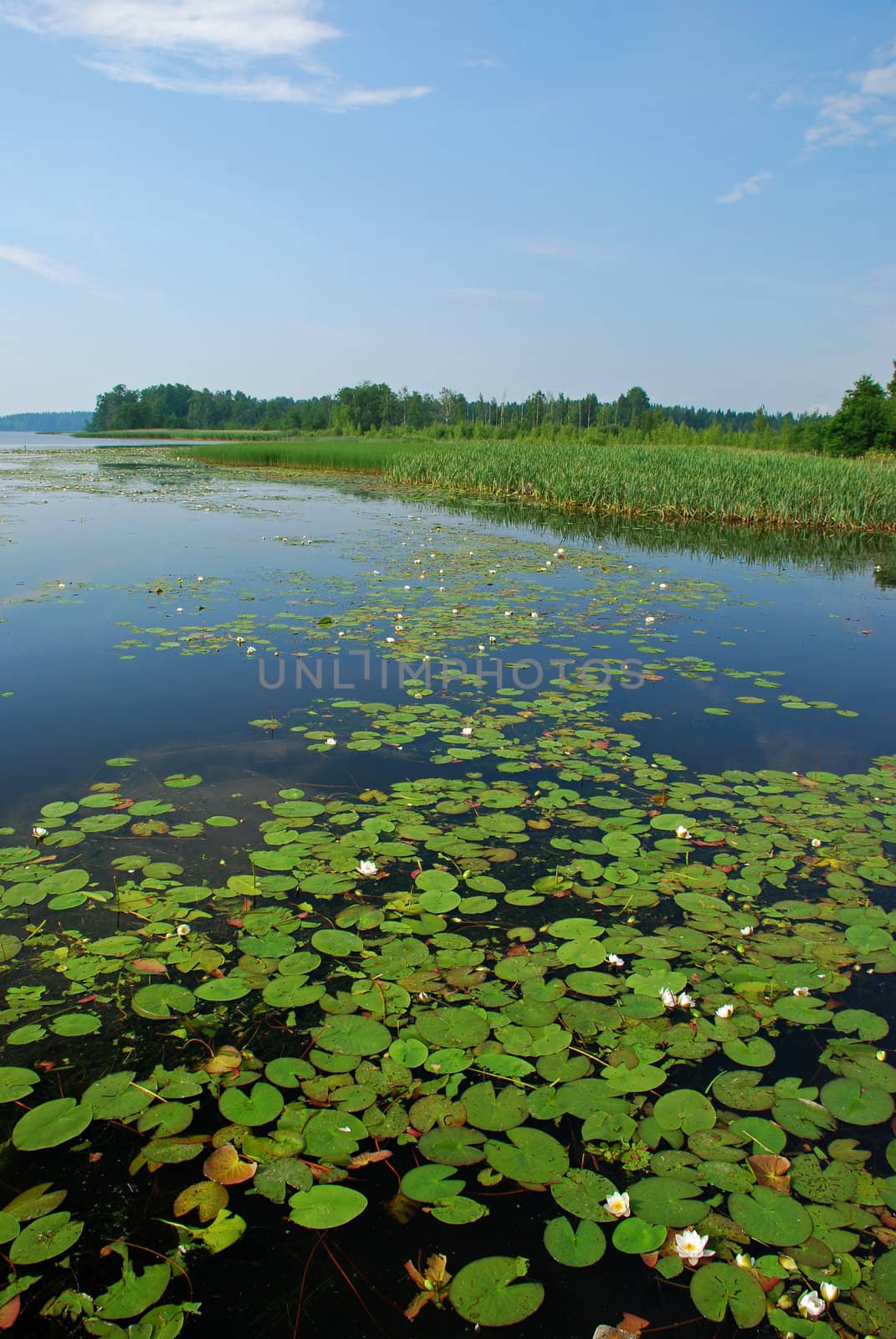 Beutyful lakes and forests of Uusimaa region in Finland close to Mantsala. There are wight water lilies in water surface decorated also with green leavs and sky reflexion. Rush and other water plants and forest are at the back ground.