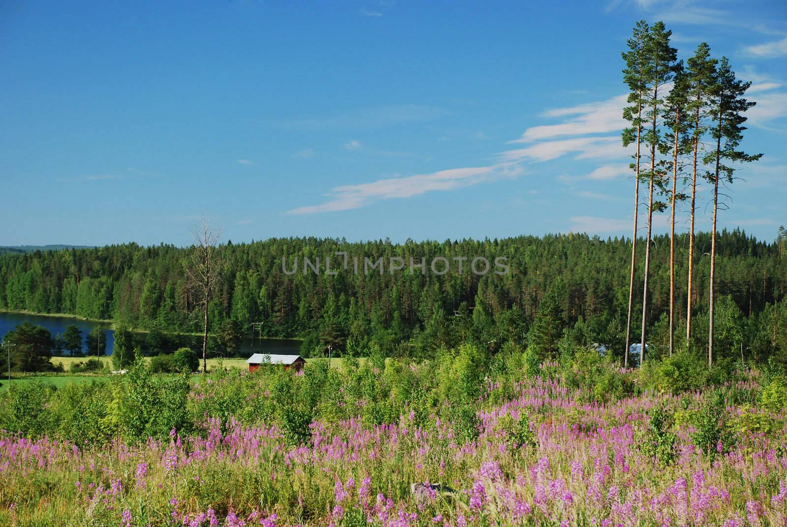 Its the meadows of Wild lupins and many different flowers, surrounded with  birch and coniferous forests approaching the lake Small farmers houses are hiden in the nature of Hankasalmi municipality in Central Finland 