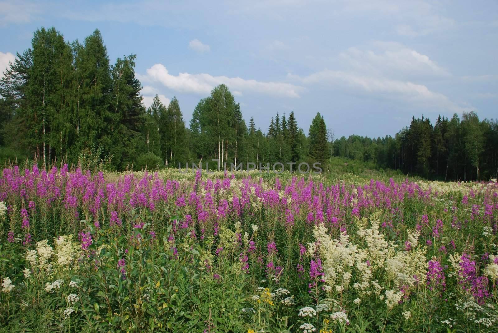 Its th meadow of Wild lupins and many different flowers, surrounded with  birch and coniferous forests in the region of Jyvaskyla, the capital of Central Finland 