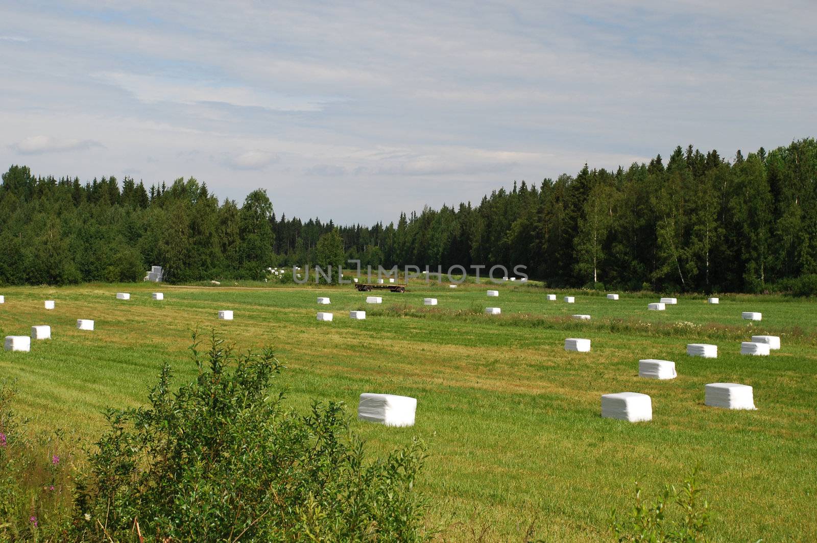 Meadows of Eastern Finland, Northern Savonia region, , dried hay pached in wite plastic film are over the field, the mowing is surrounded by the forest

