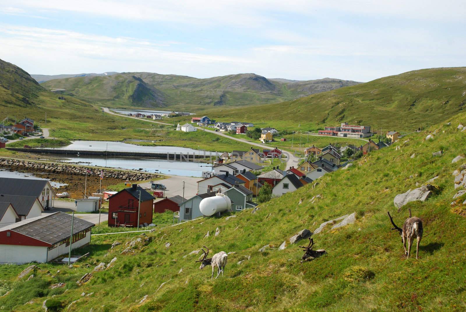 Skarsvag village of fishers in the border of Risfjorden of Mageroya Island, suttounded by desert tundra landscape and polar deers at foreground