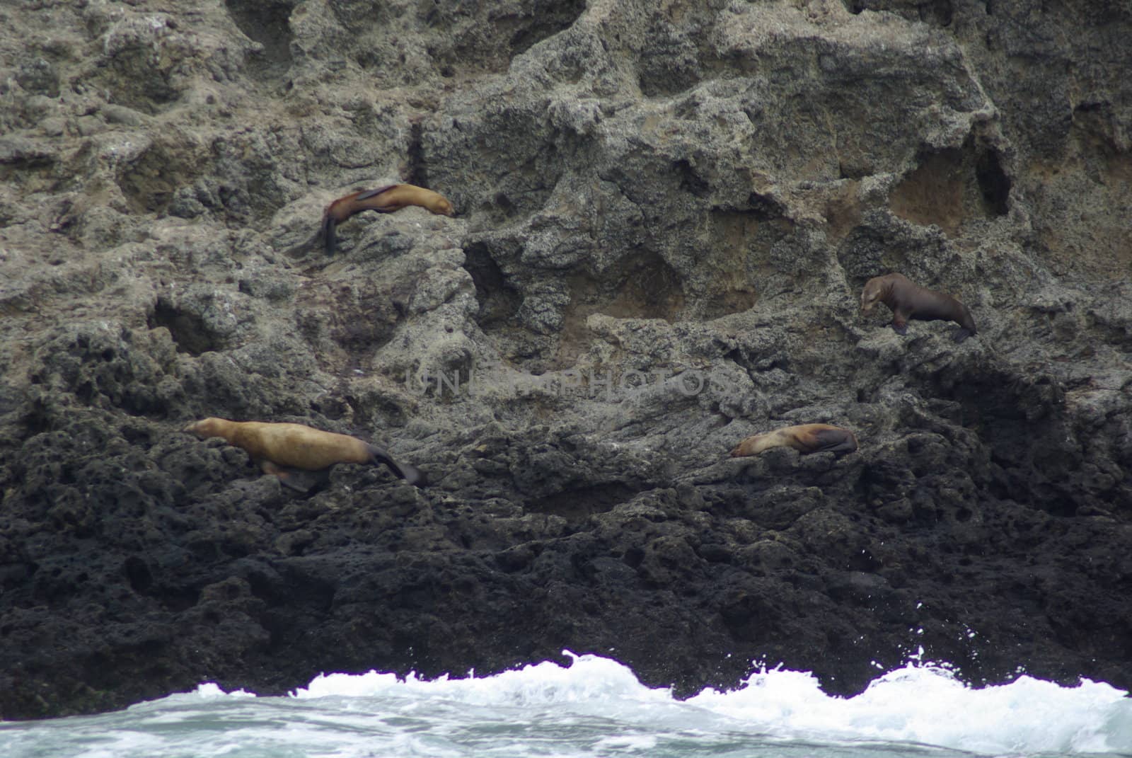 Sea lions resting on a cliff wall