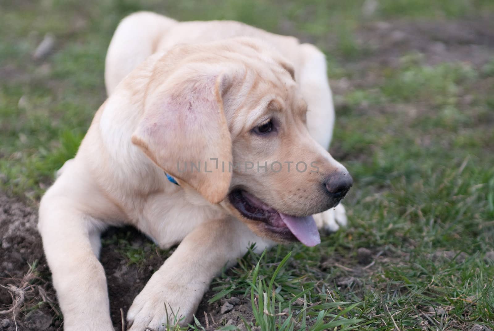 a labrador retriever puppy lying in front of a hole looking cheeky