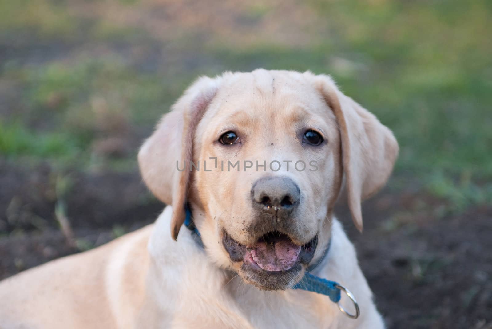 a labrador retriever puppy sitting in front of a hole looking moronic