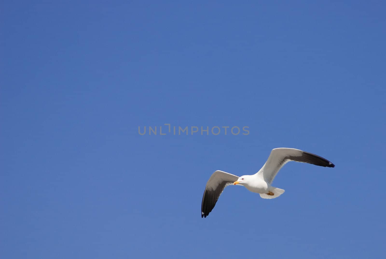 a seagull flying in front of a blue sky