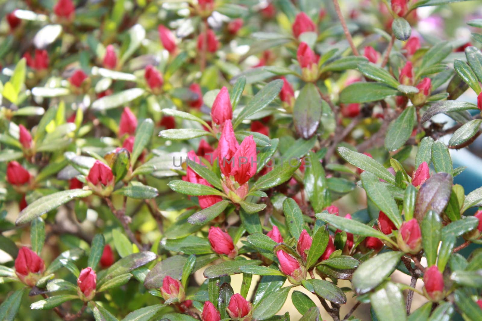 red bush with unbloomed flower