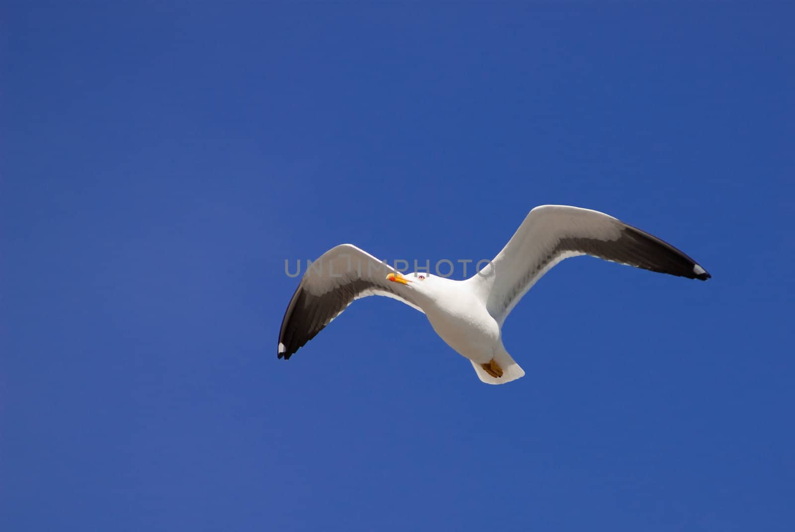 flying seagull by laengauer