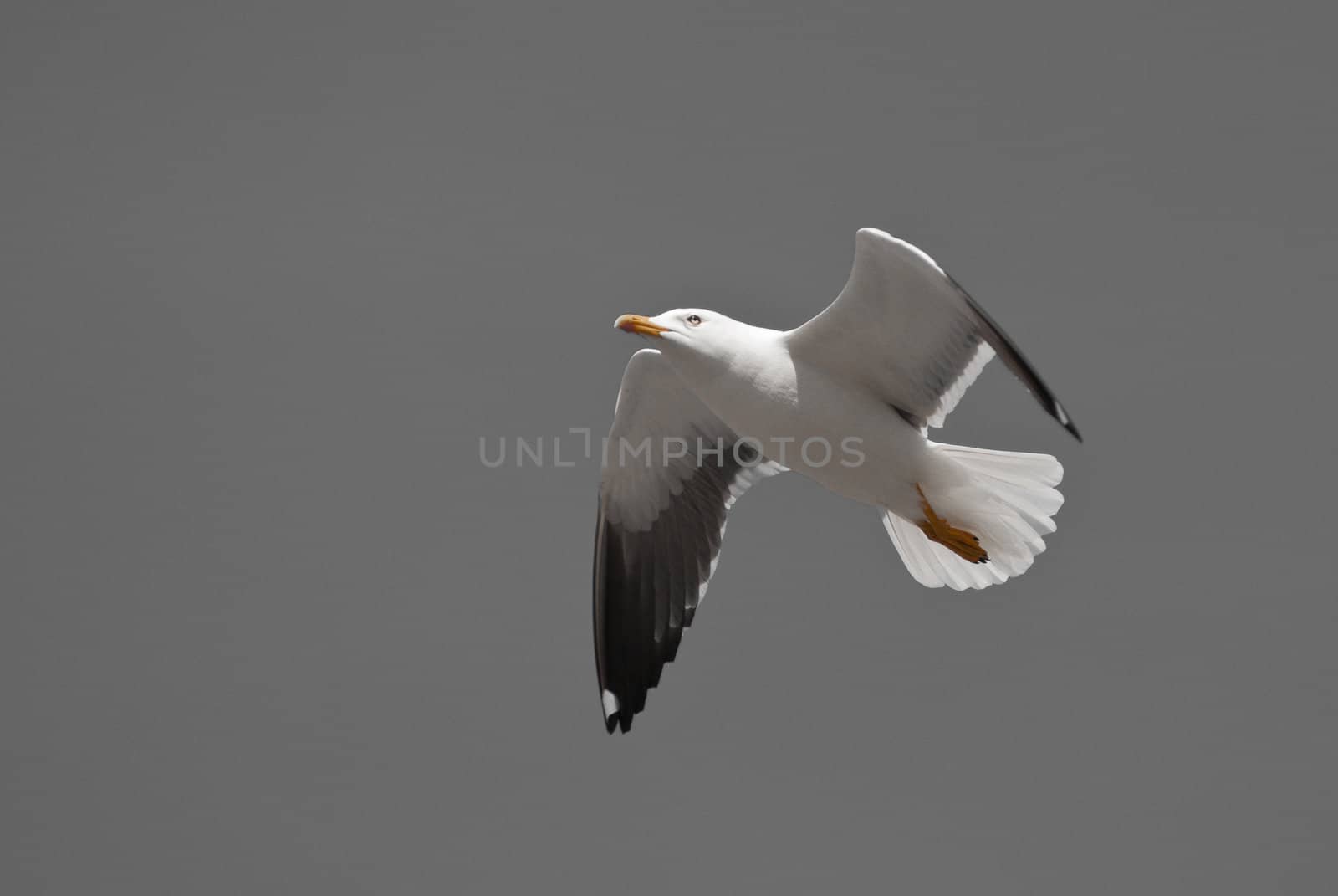 a digitally altered image of a flying seagull