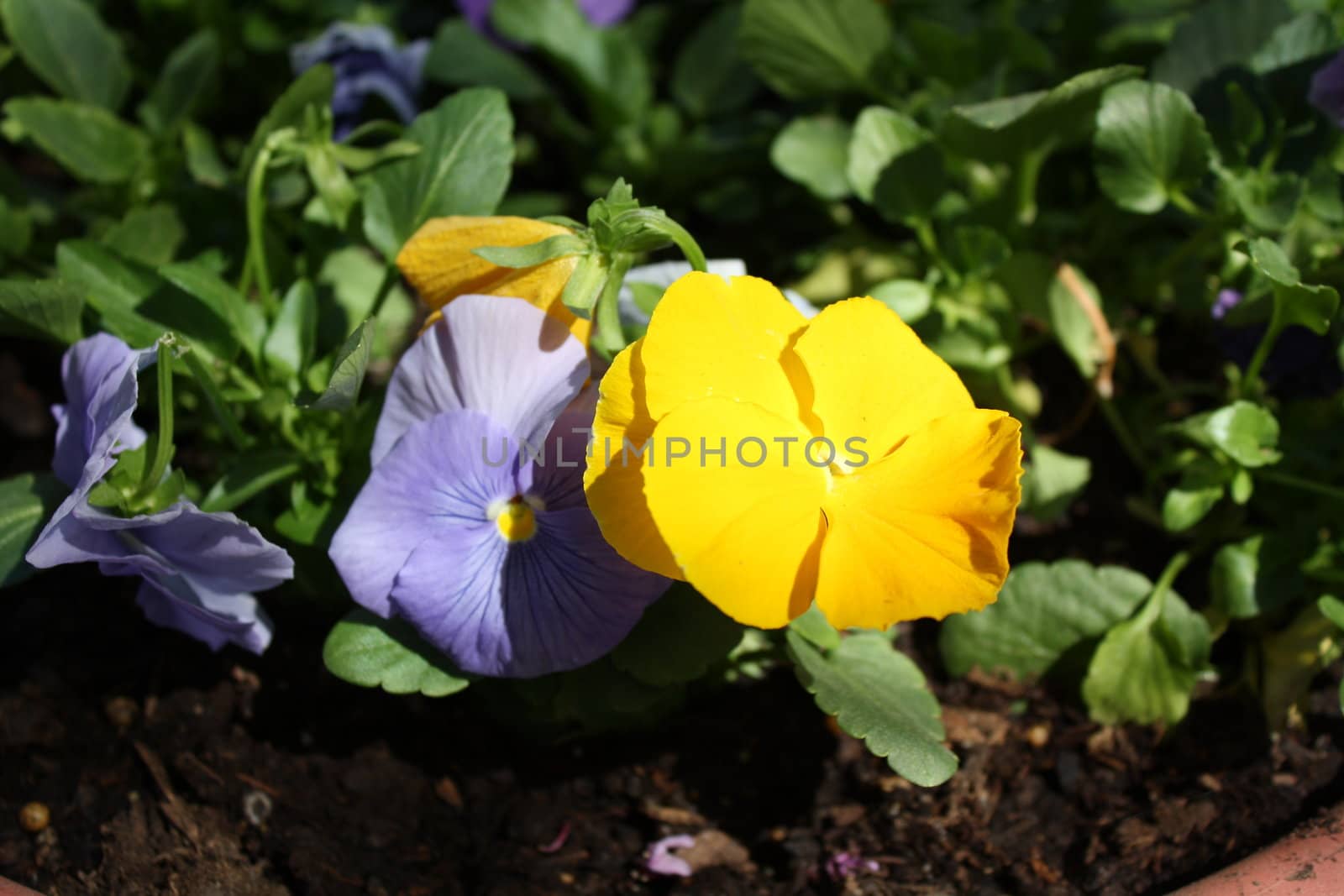 bright purple and yellows in the sun light