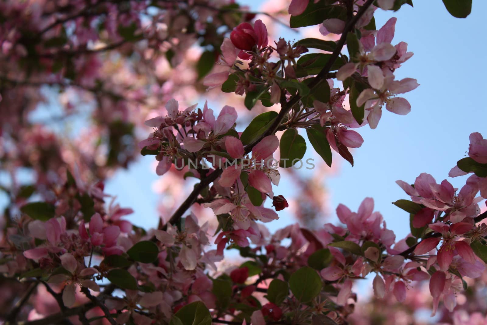 pink flowers leafs growing on a tree on a clear sky day