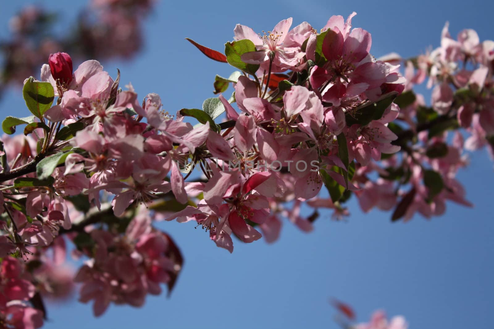 pink flower leafs growing on a tree in the clear sky