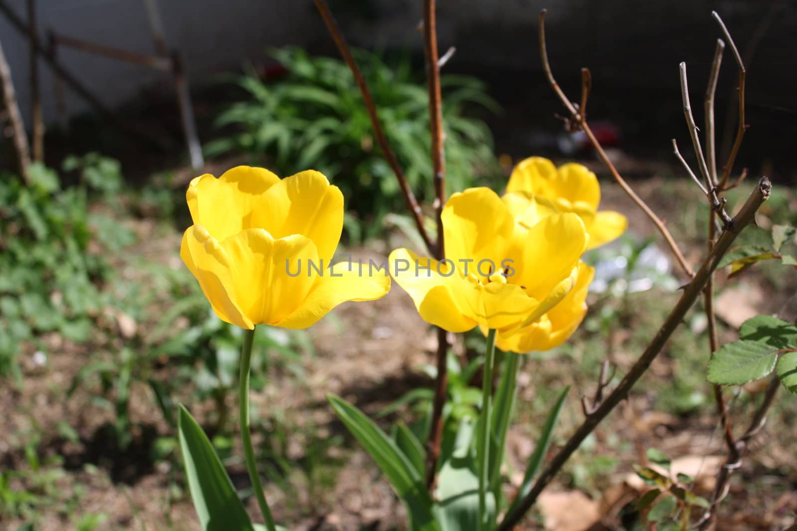 pretty yellow flowers growing in the summer sun