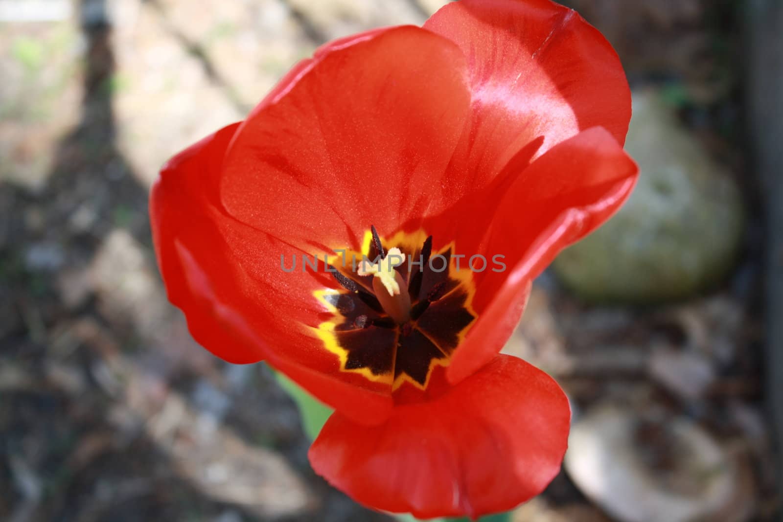 red pretty flowers with black middle