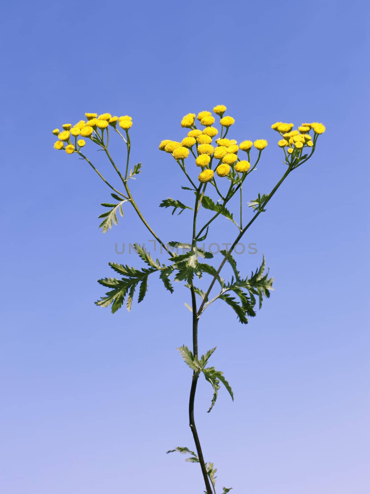 Tansy flowers by qiiip