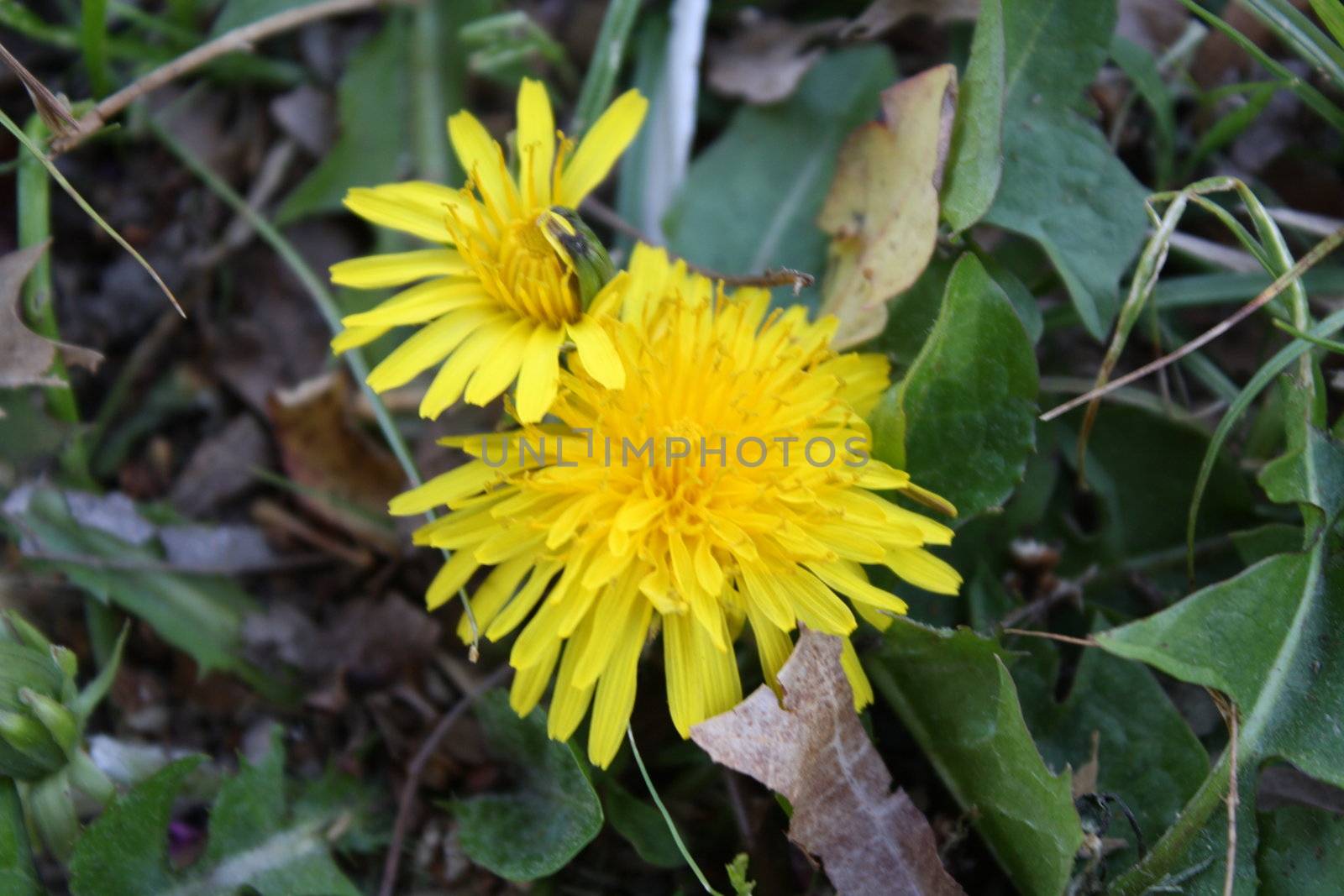 yellow bright flower weeds blooming
