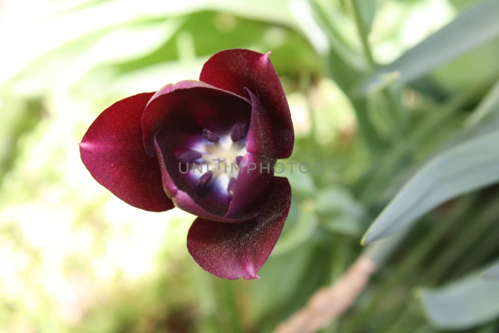 purple close-up pretty summer time flower