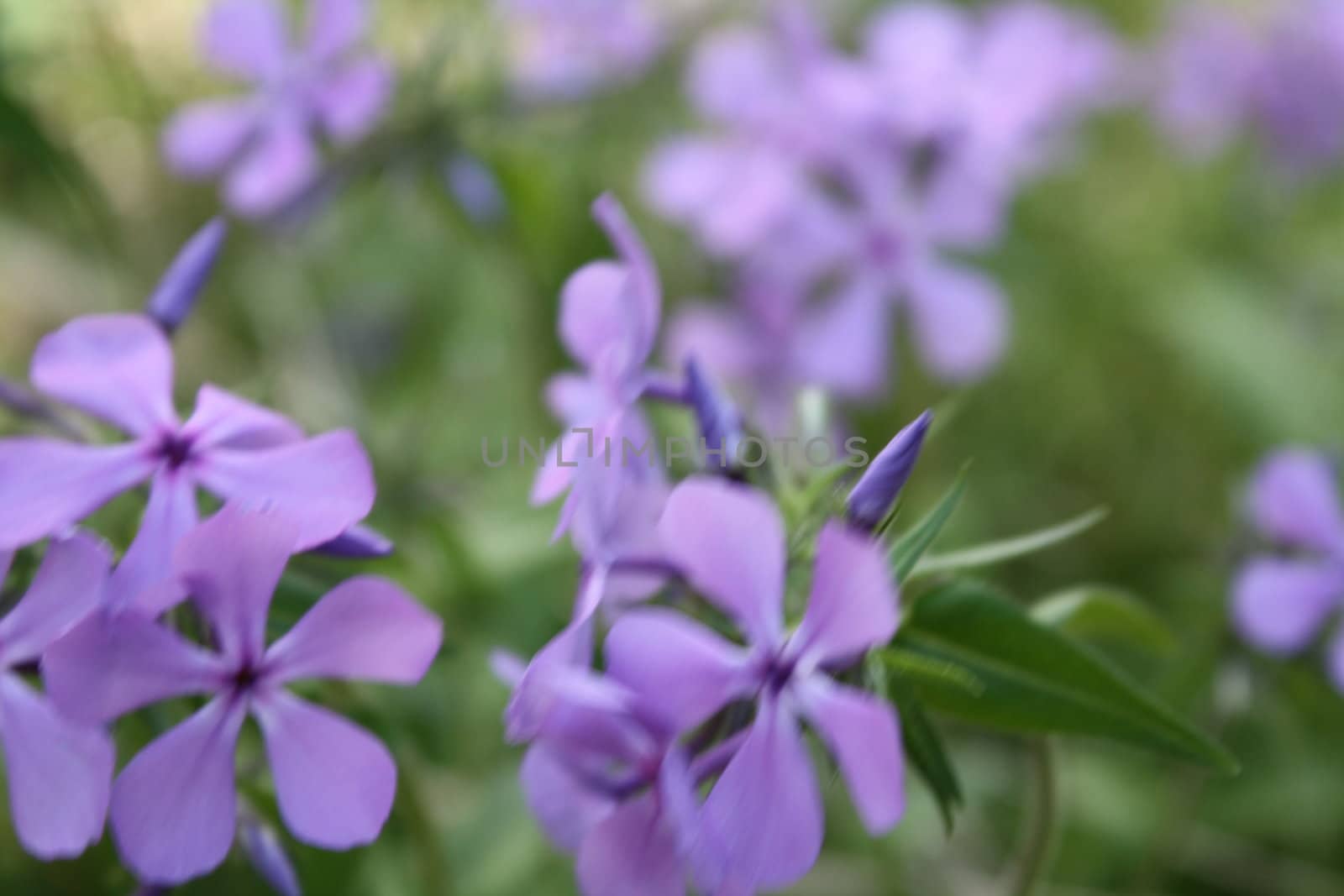 close-up purple flowers with leafs