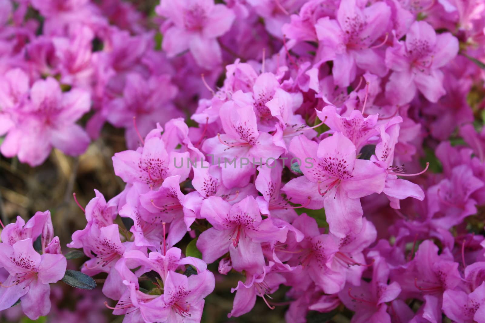 purple flowers in a bush of flowers