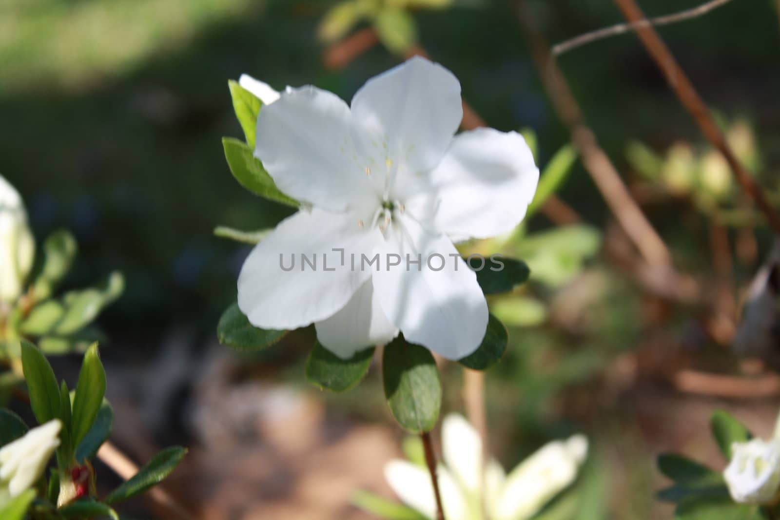 flower growing on a vine or a bush