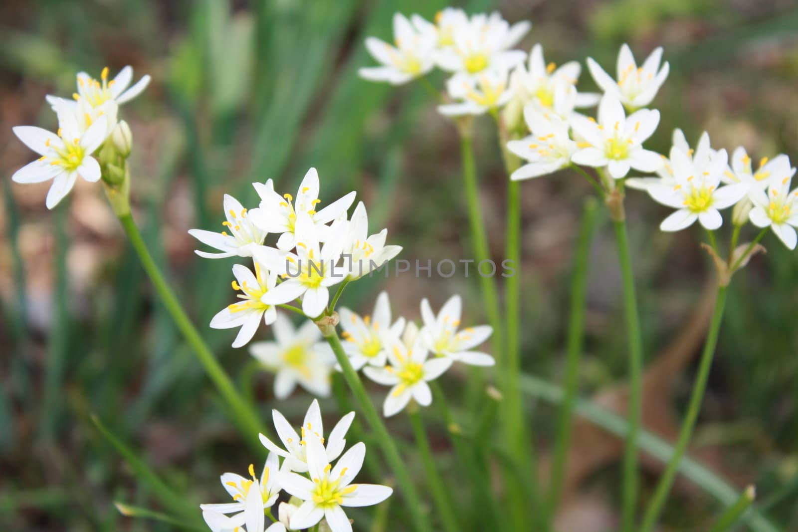 flowers weeds growing on ground