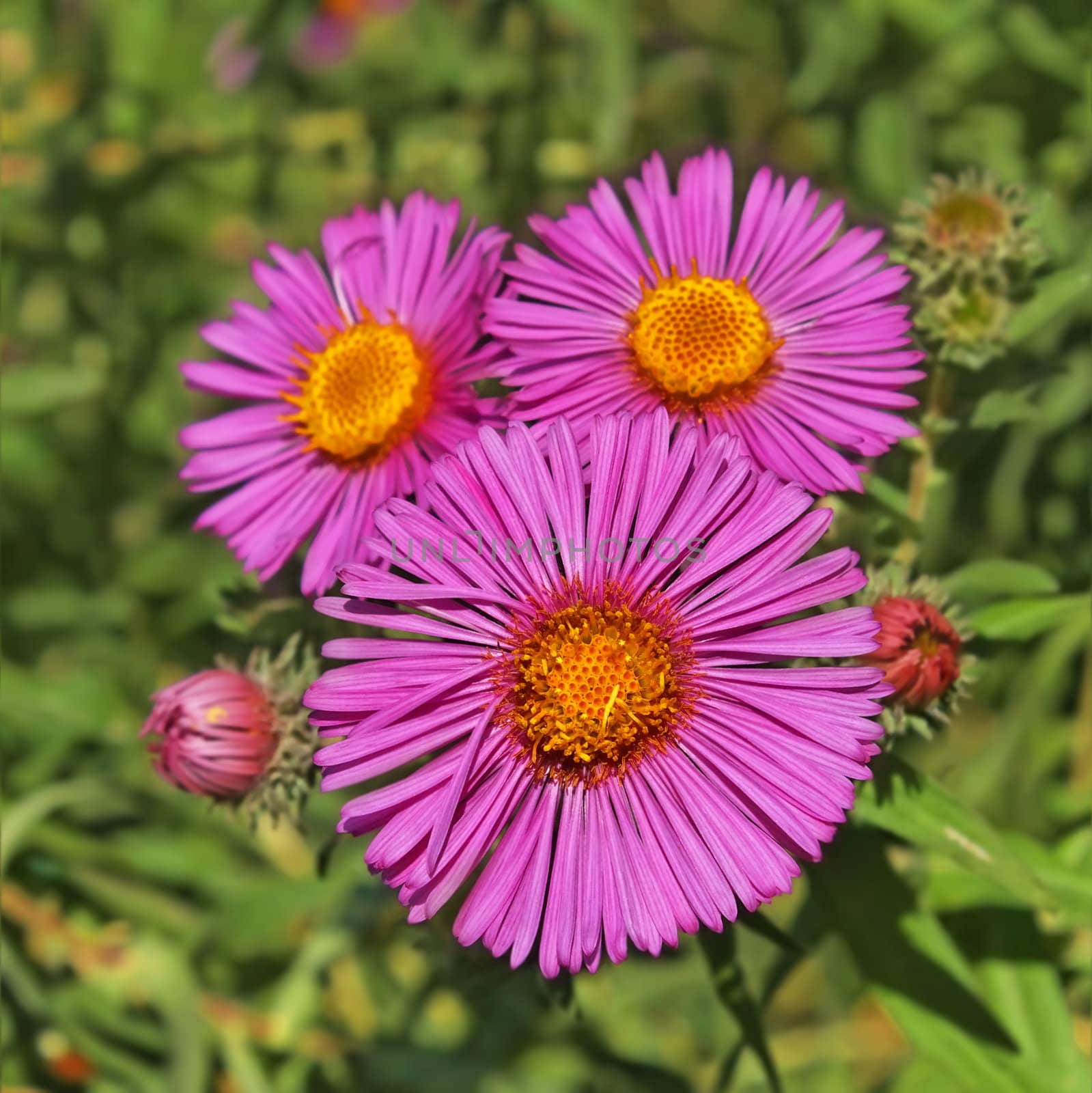 Autumn flowers in the flowerbed. Fine sunny day