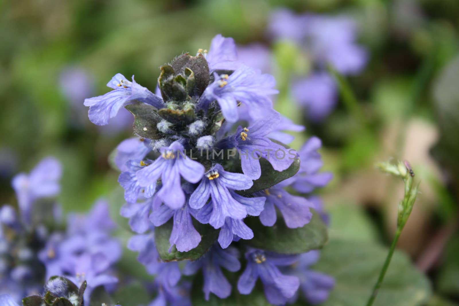 purple close-up flowers in a bush growing