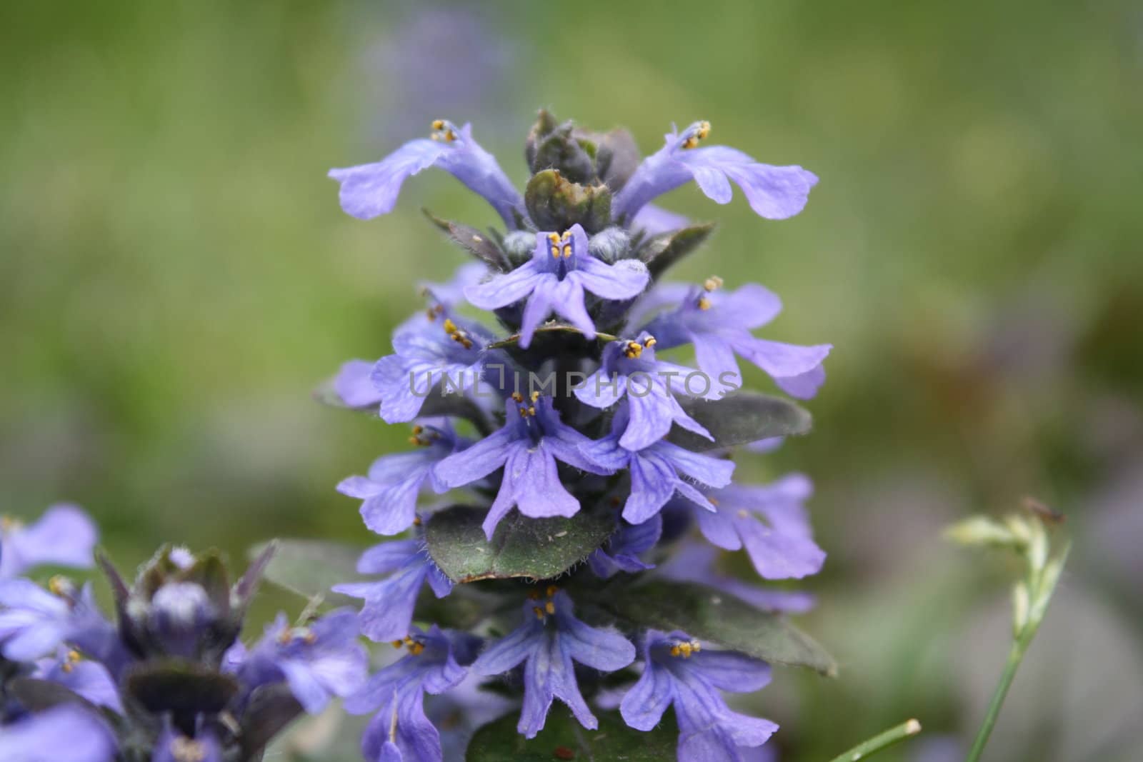 purple flower close-up in a bush