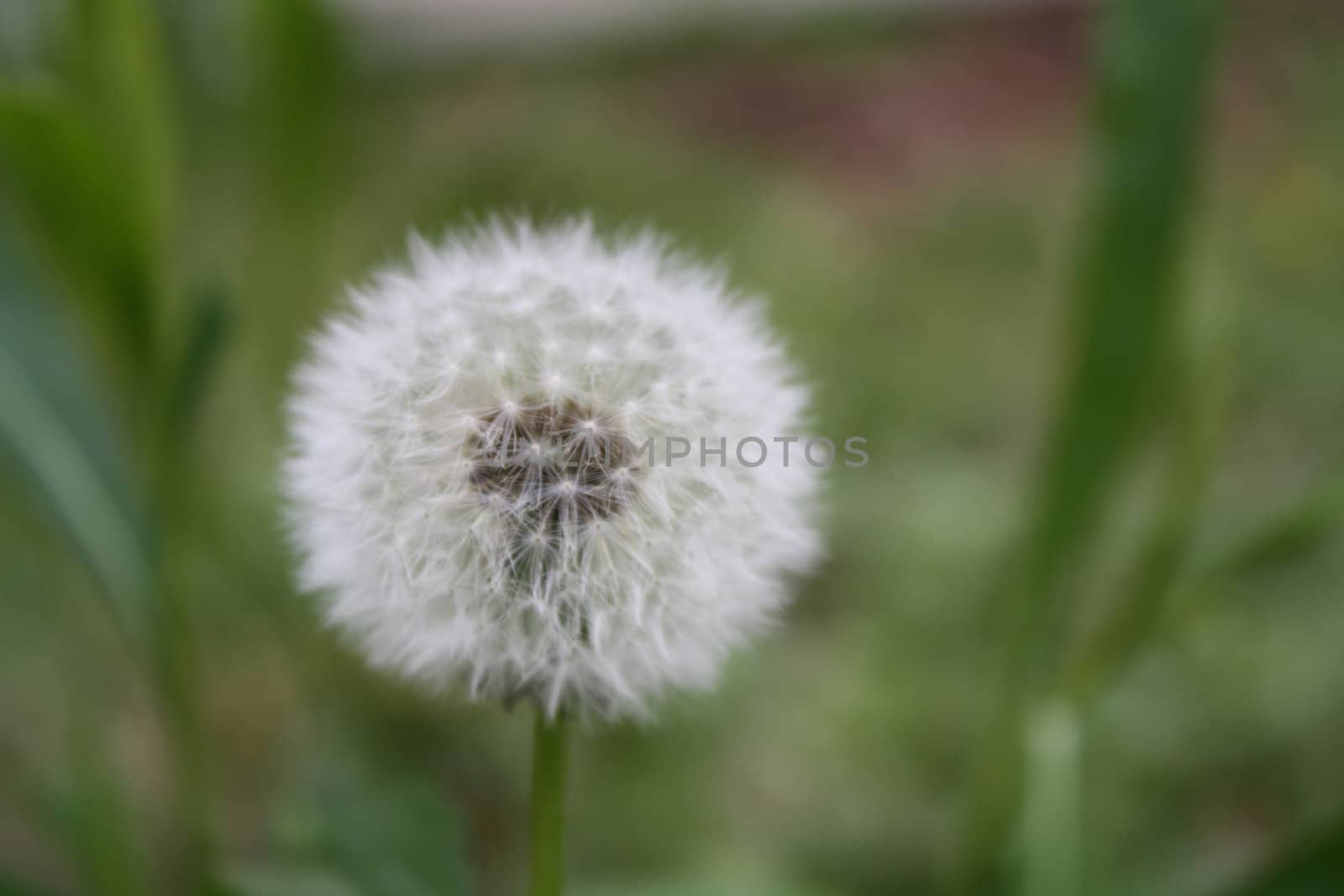 close-up weeds blooming