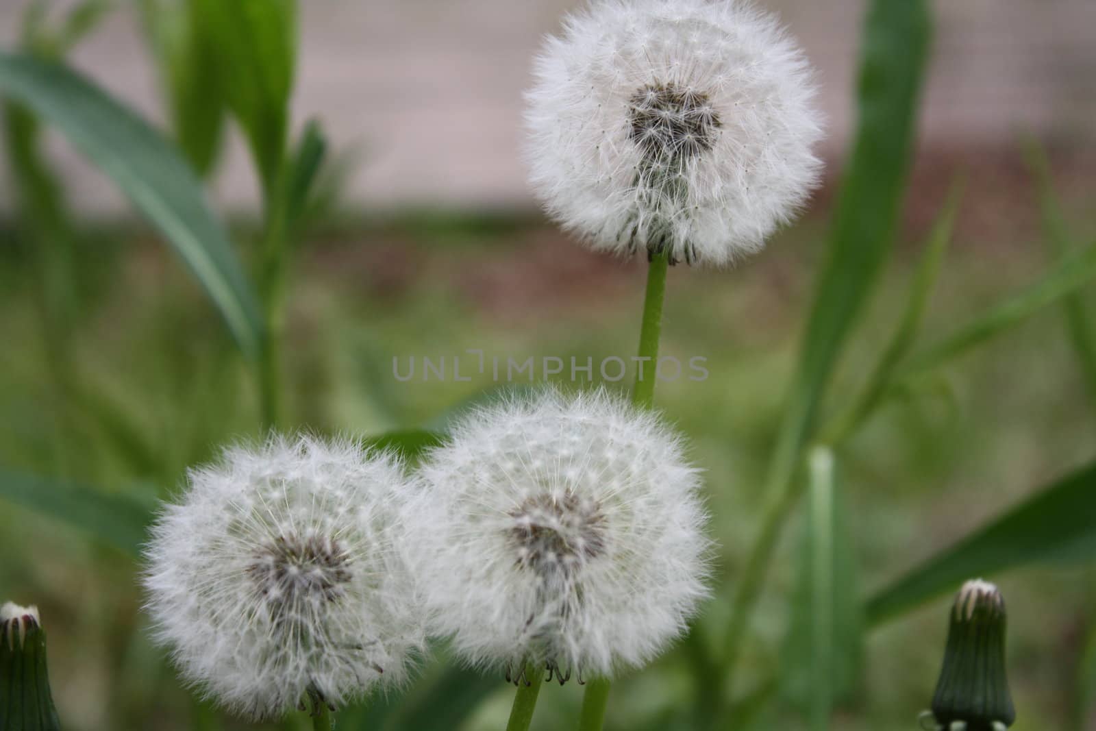 close-up weed flowers