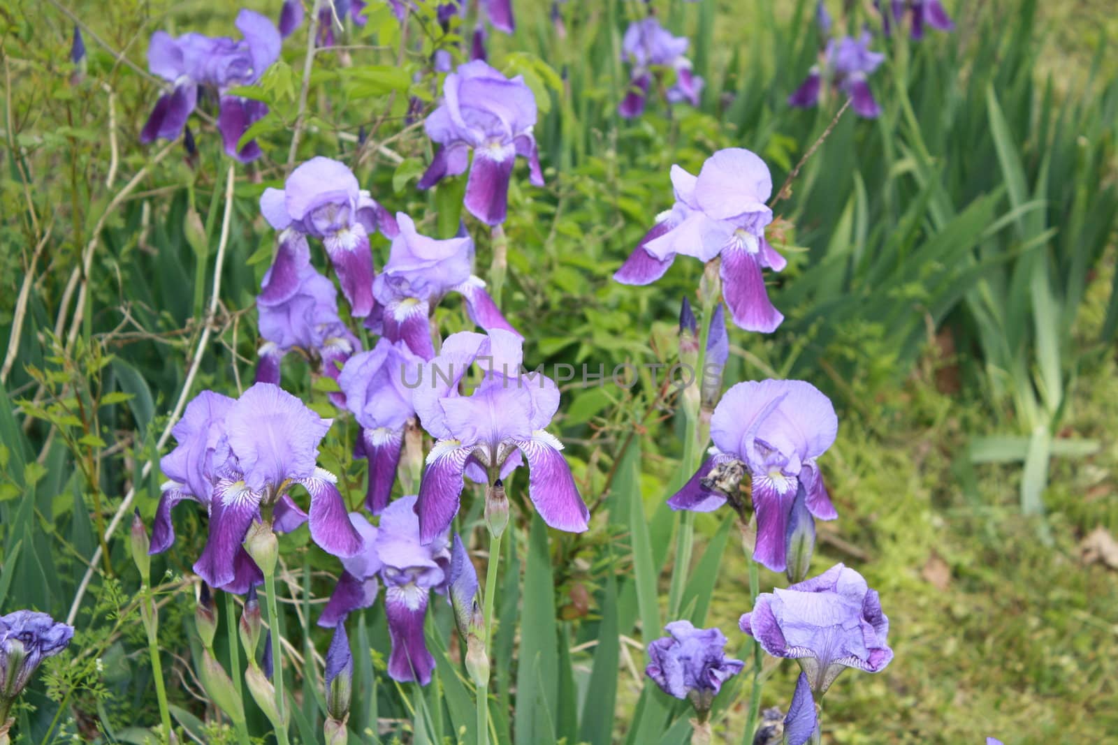 purple flowers growing in a a row