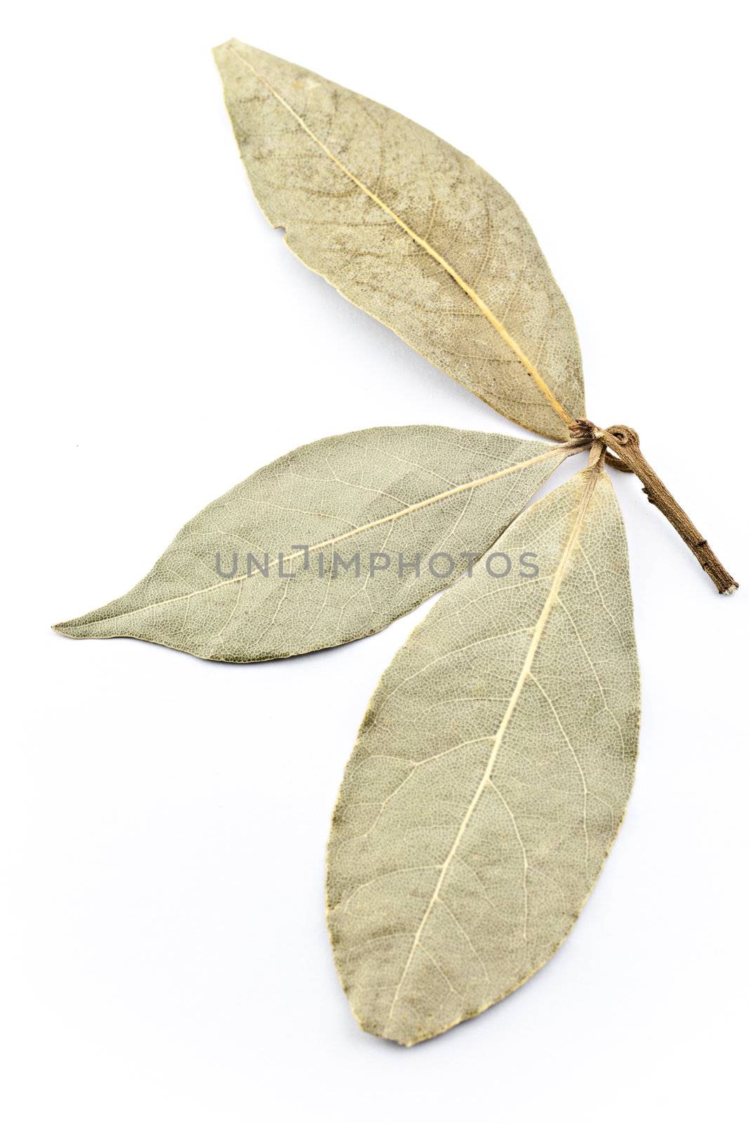 Three bay leaves on a white background.
