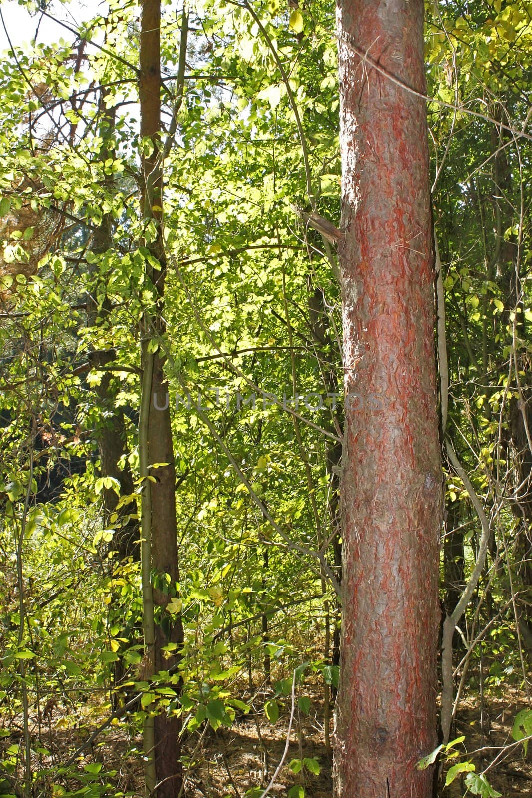 The trunk of pine on the edge of wild forest