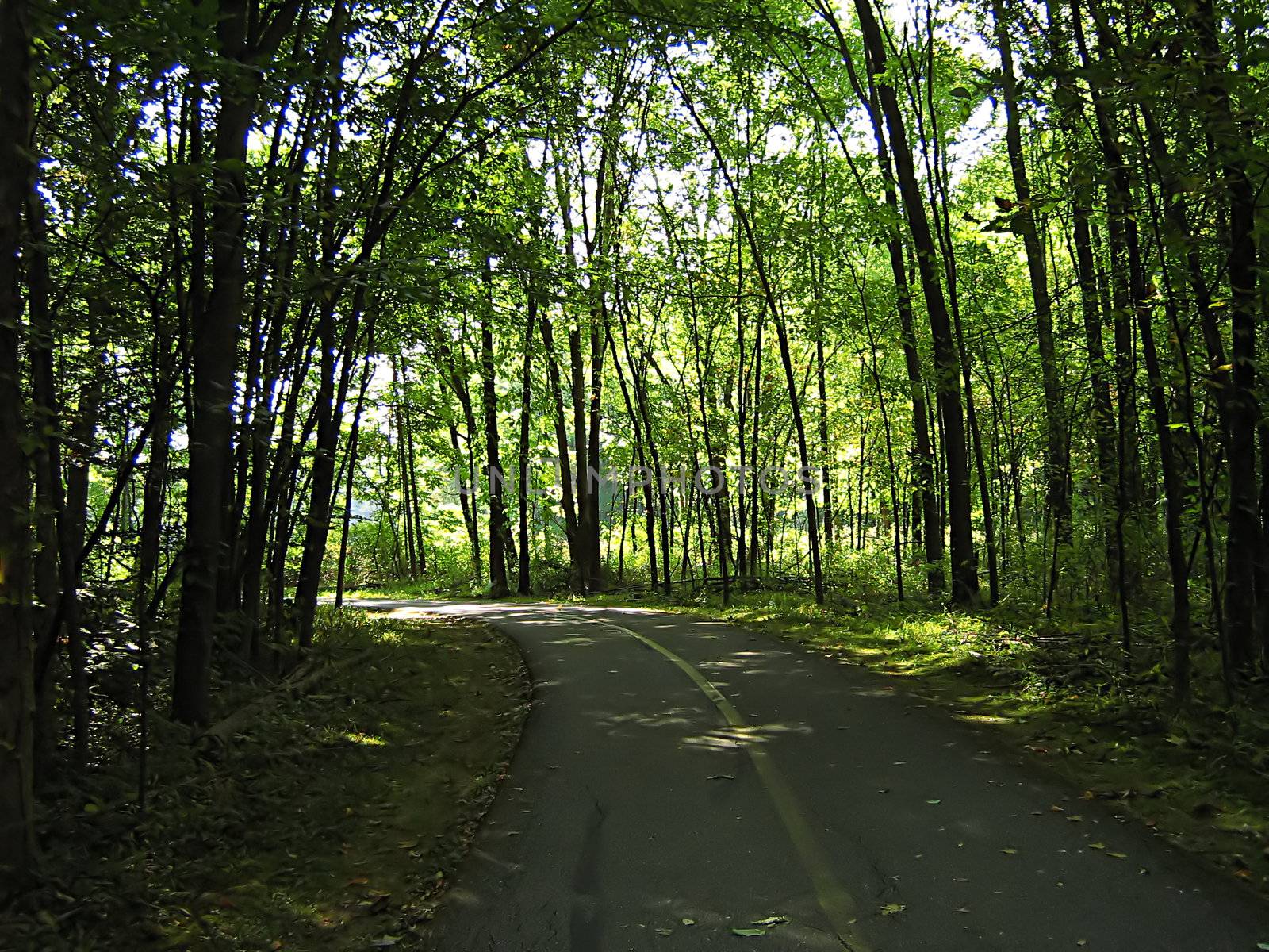 A photograph of a quiet walking trail.