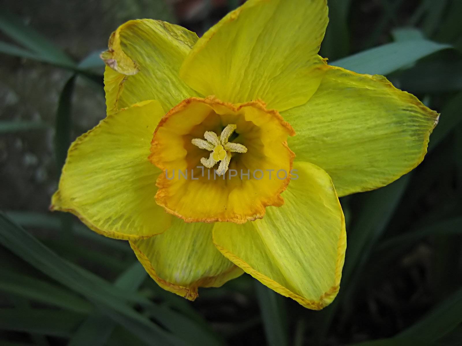 A photograph of a yellow flower in a garden.