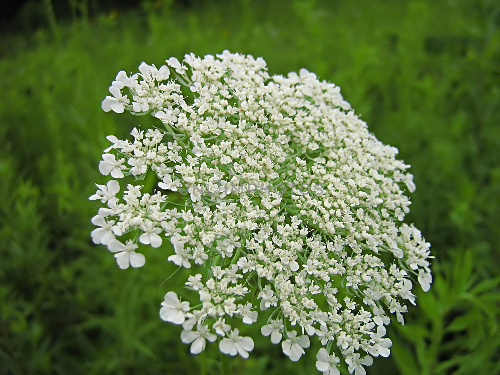 White Flower by llyr8